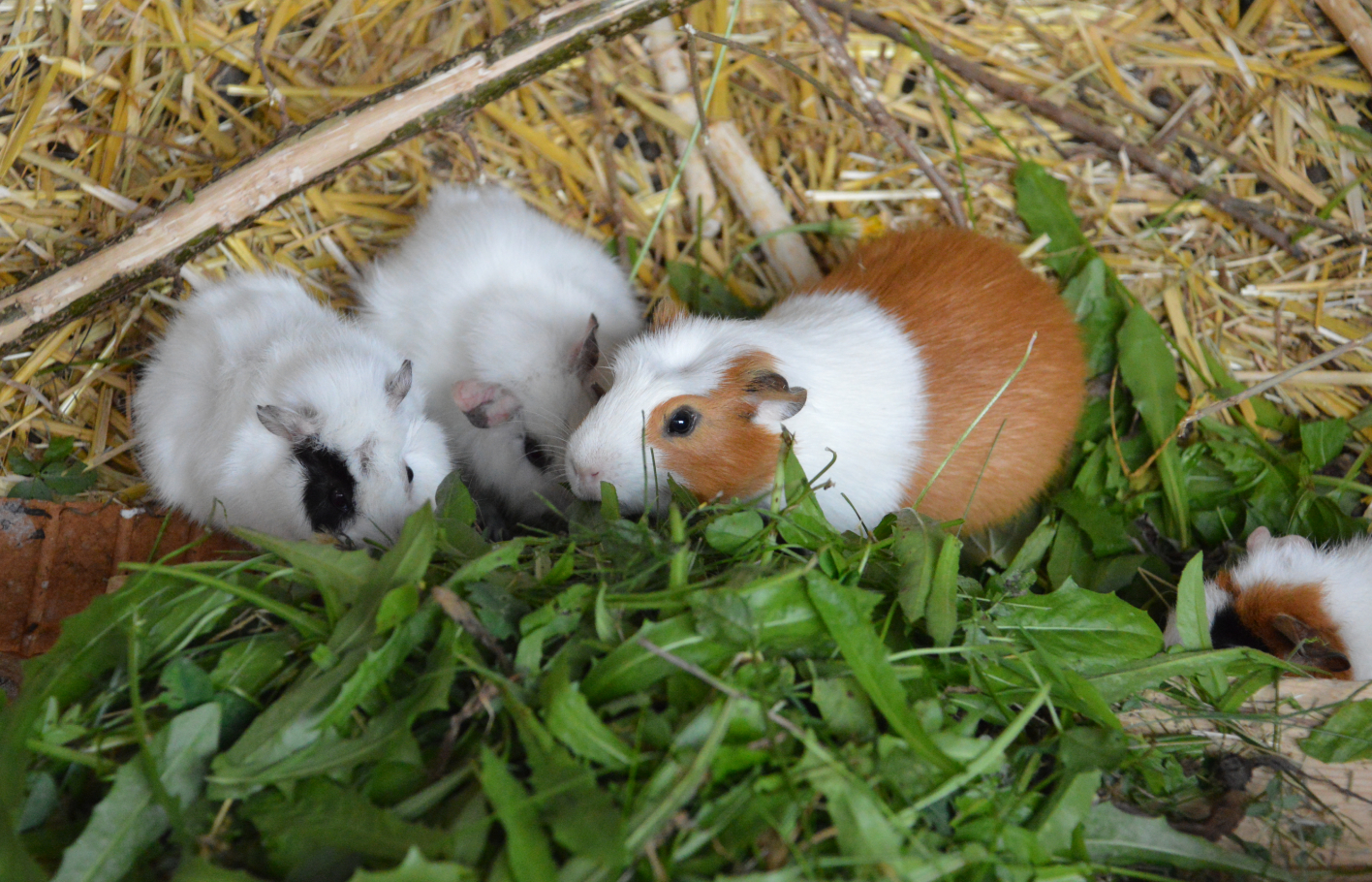 Heimtier-Infoabend Meerschweinchen und Kaninchen
