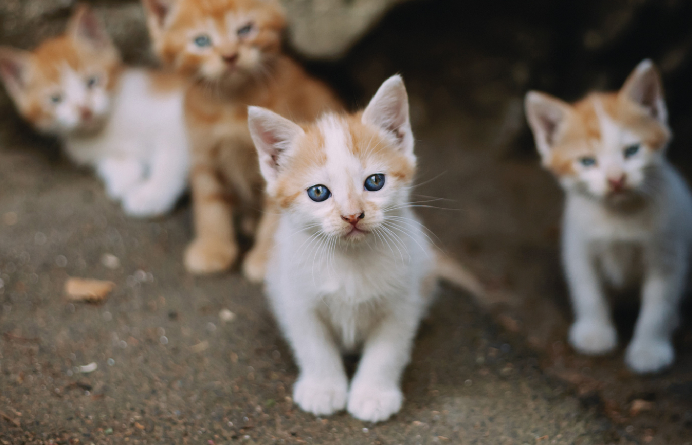 Katzen kastrieren statt töten