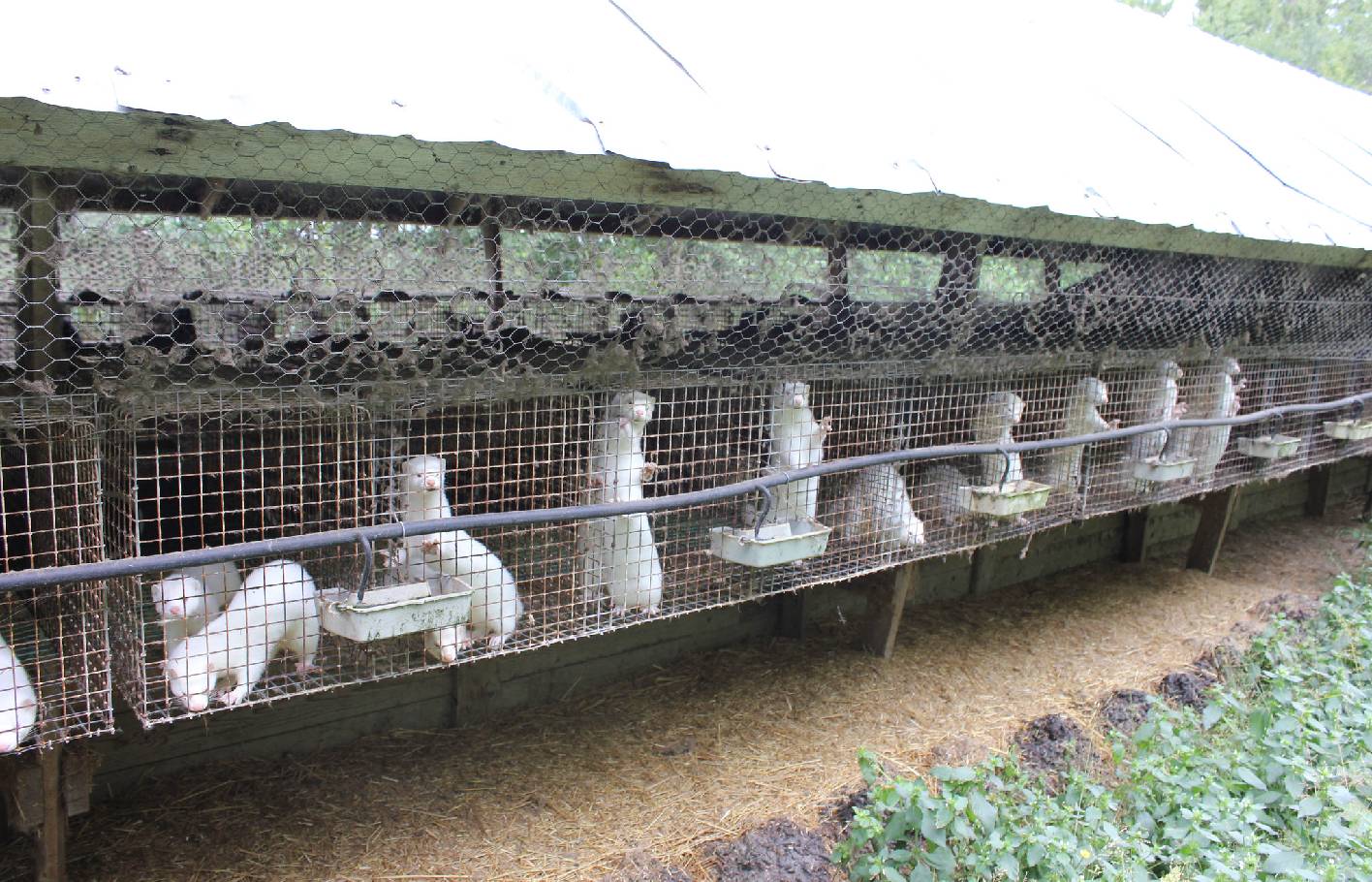 Tierschutzorganisationen alarmiert: Bundesrätlichem Gegenvorschlag zur Pelz-Initiative droht inakzeptable Verwässerung