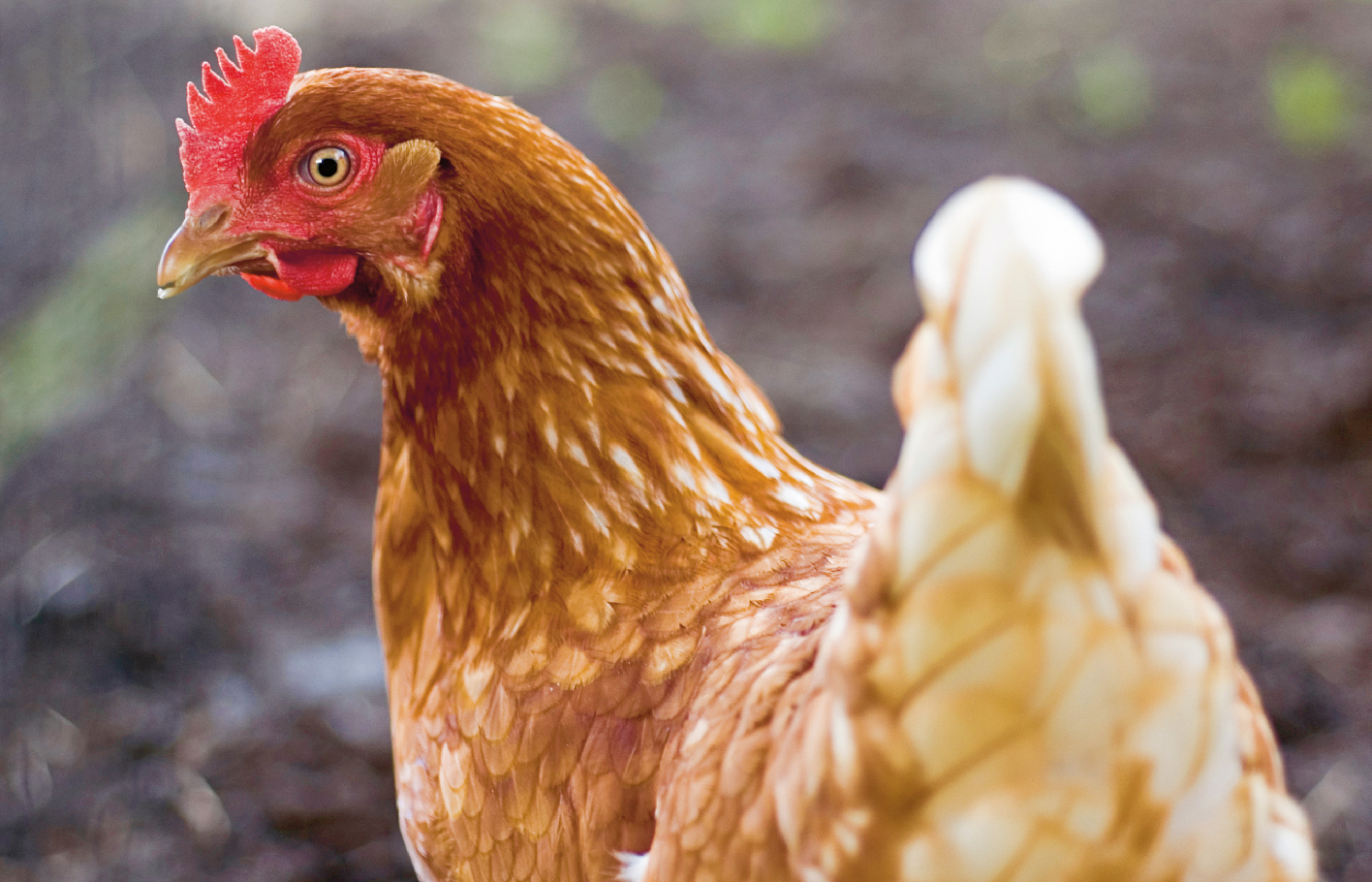 Détention privée de poules