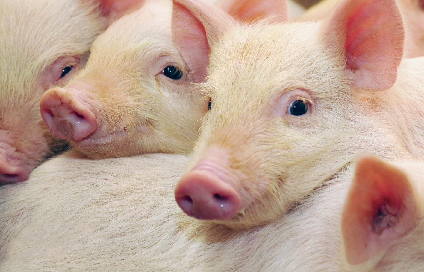 Mehr Transparenz in Agrarmärkten