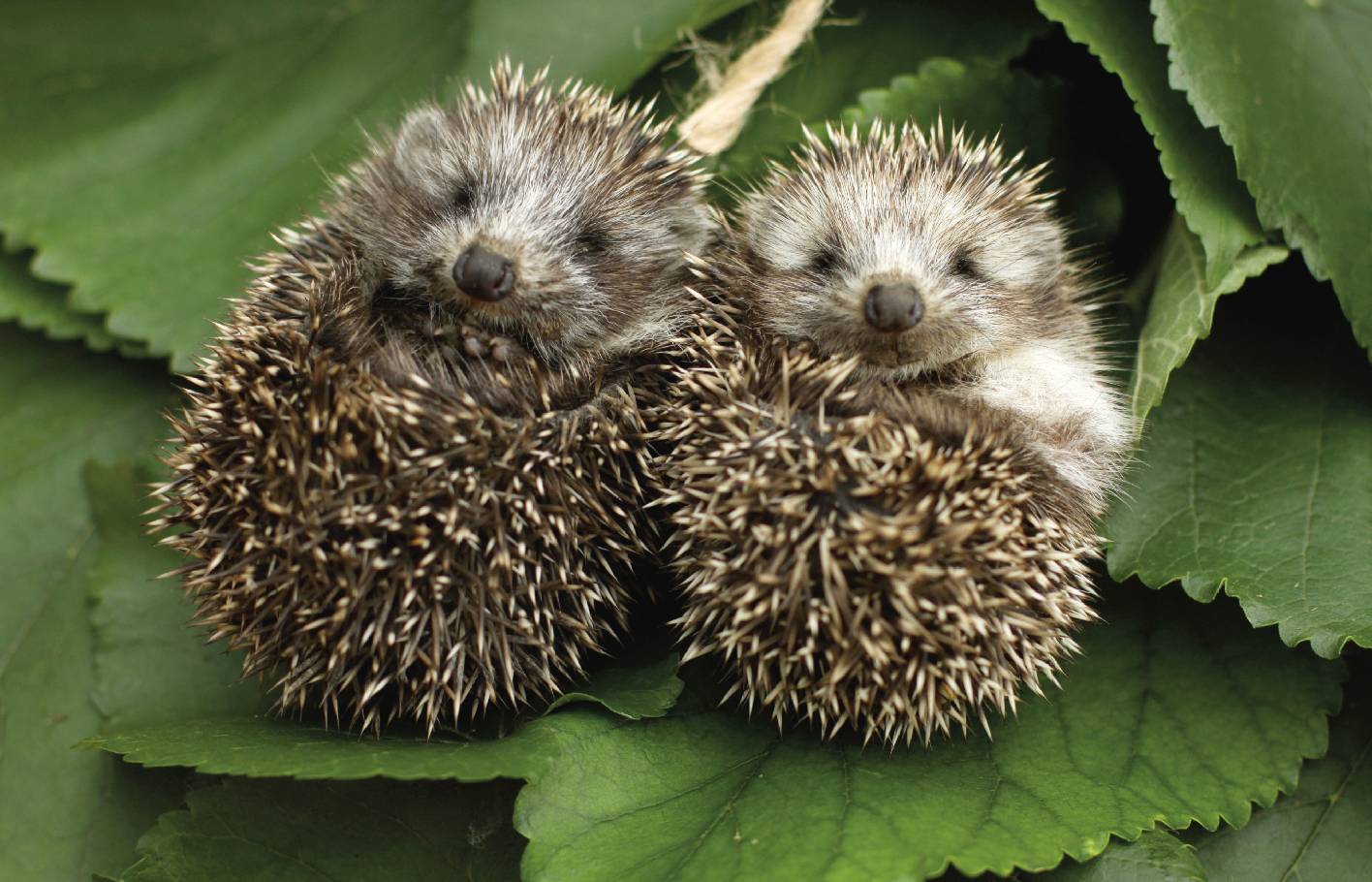 1.August-Feuer: Schweizer Tierschutz STS warnt vor Todesfalle für Wildtiere