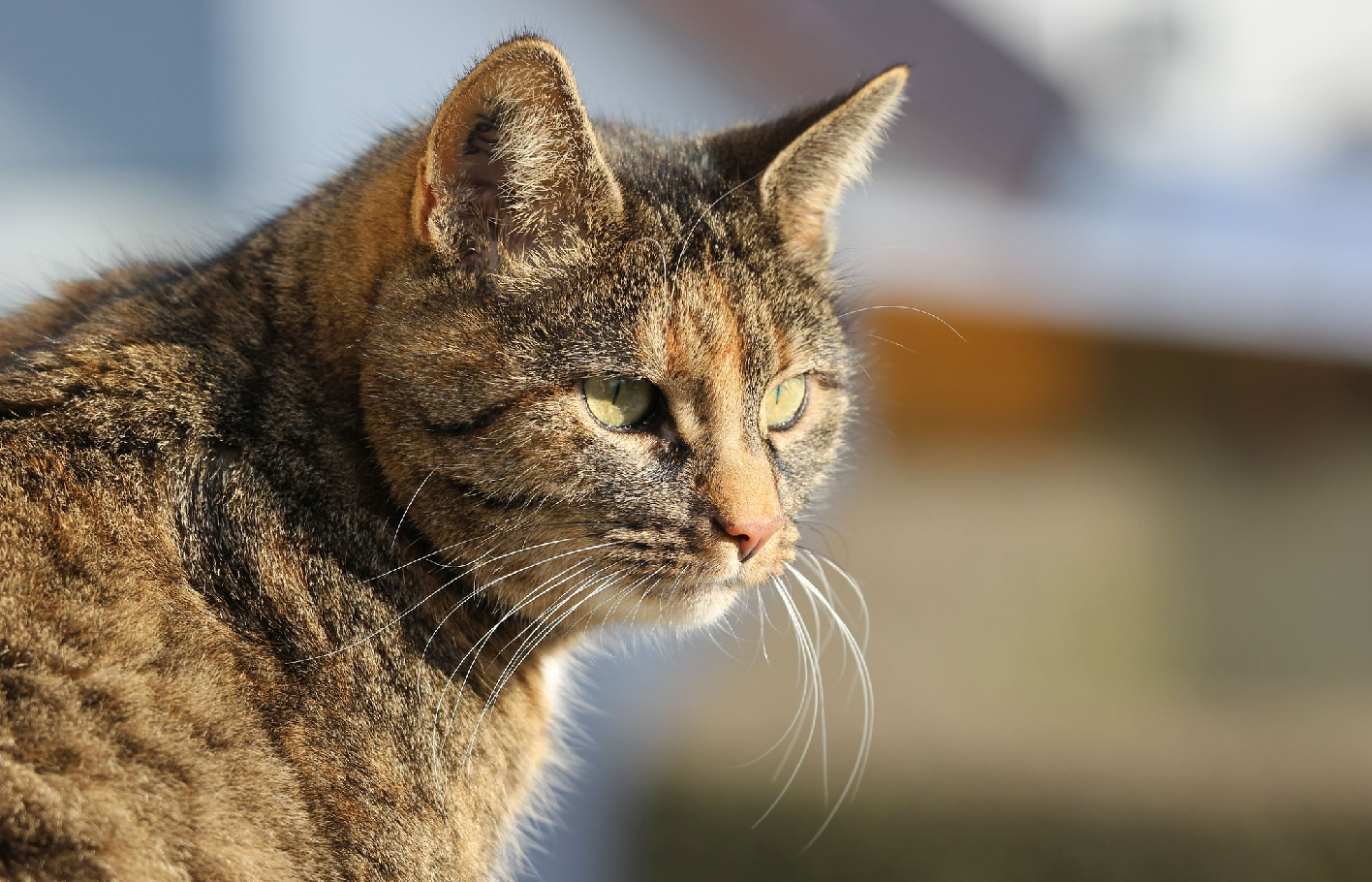 Kennzeichnungs- und Registrierungspflicht für Hauskatzen