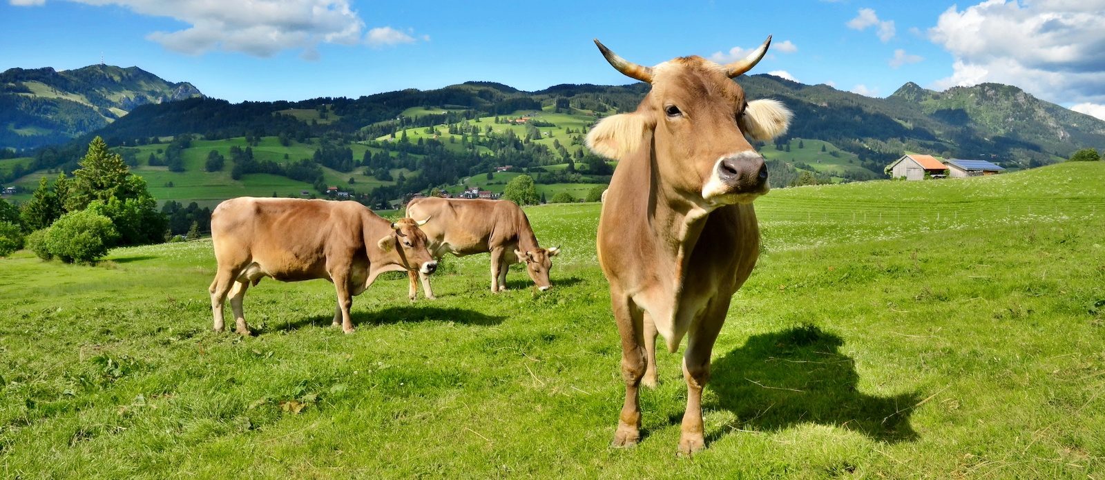Agrarpolitik: Tierwohlbeiträge beibehalten