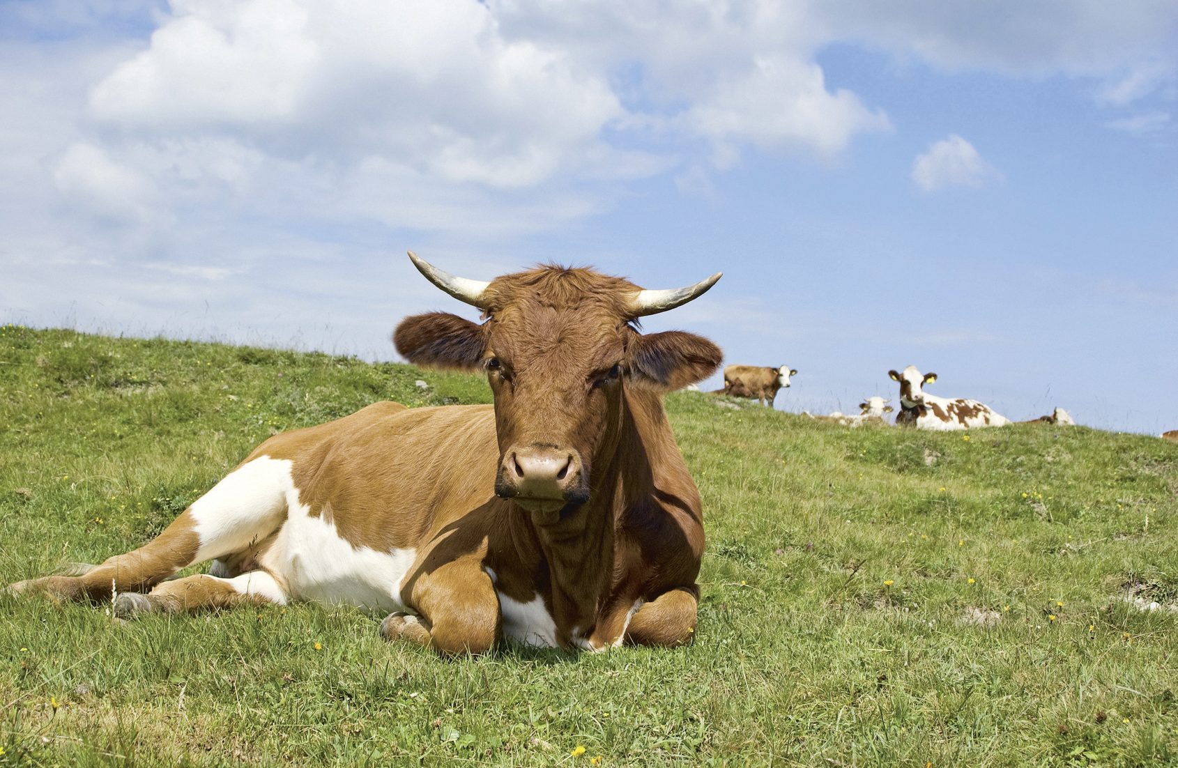 Paquet agricole: réallocation regrettable des paiements directs et programme d’économies pour 2024 au détriment du bien-être animal