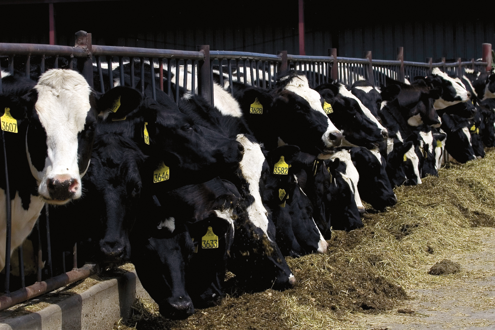 Weniger Tierwohl – mehr Gewinn: Die neue Ausrichtung der Migros stösst beim STS auf Unverständnis