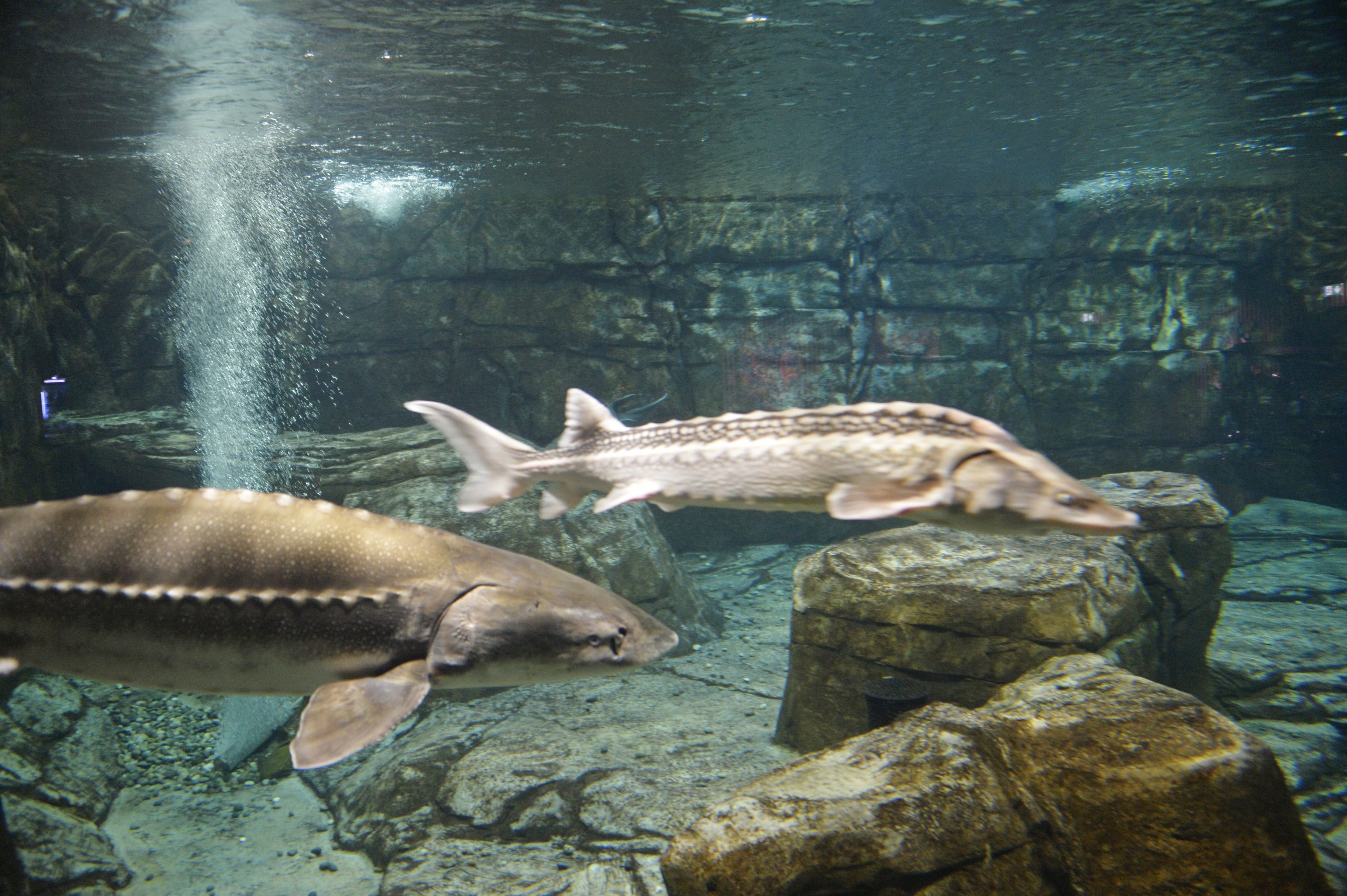 Rapport sur les zoos