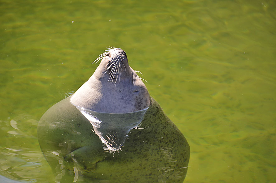 Tierpark Dählhölzli Bern