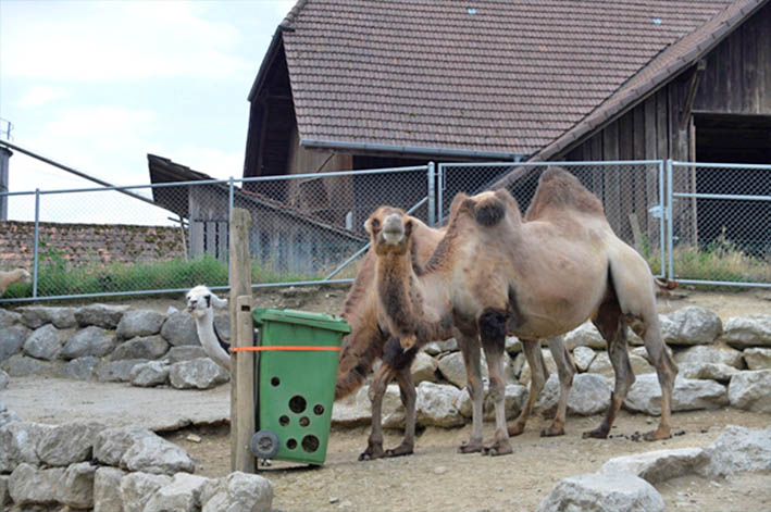 Johns kleine Farm, Kallnach