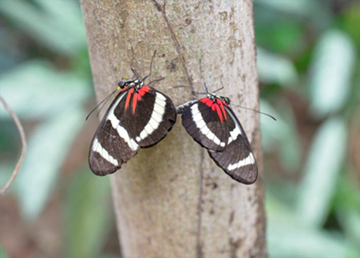 Papiliorama/Nocturama, Kerzers