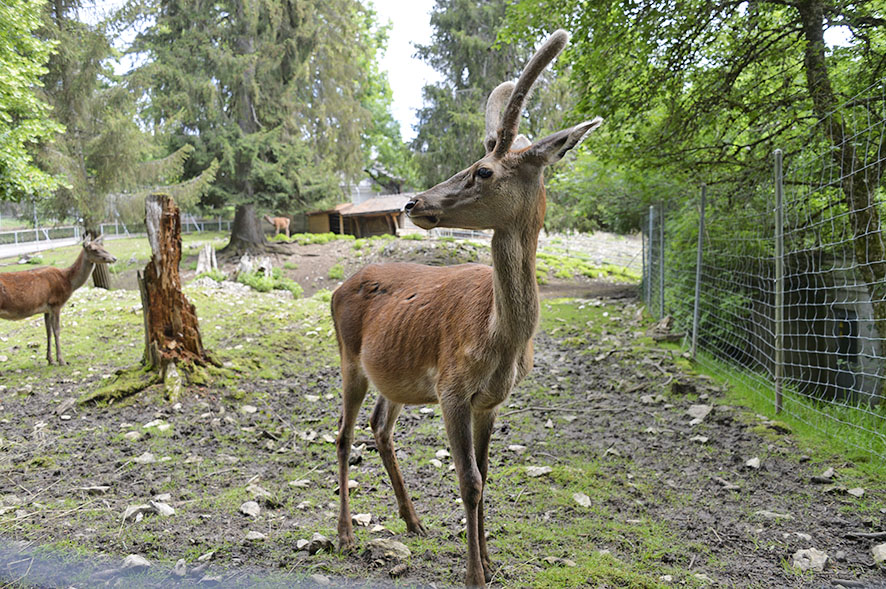 Zoo du Bois du Petit-Château, La Chaux-de-Fonds