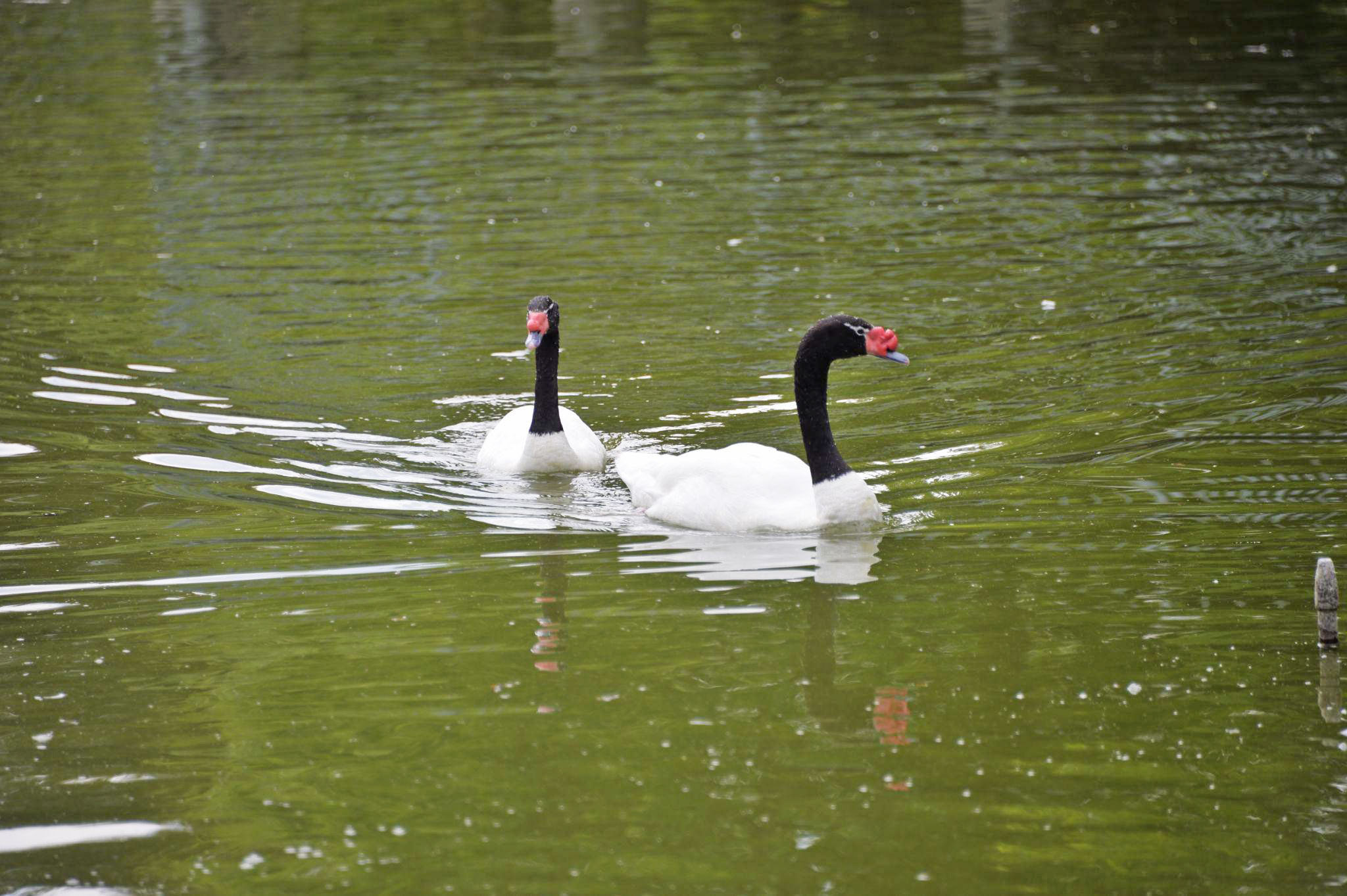 Schorenweiher, Langenthal