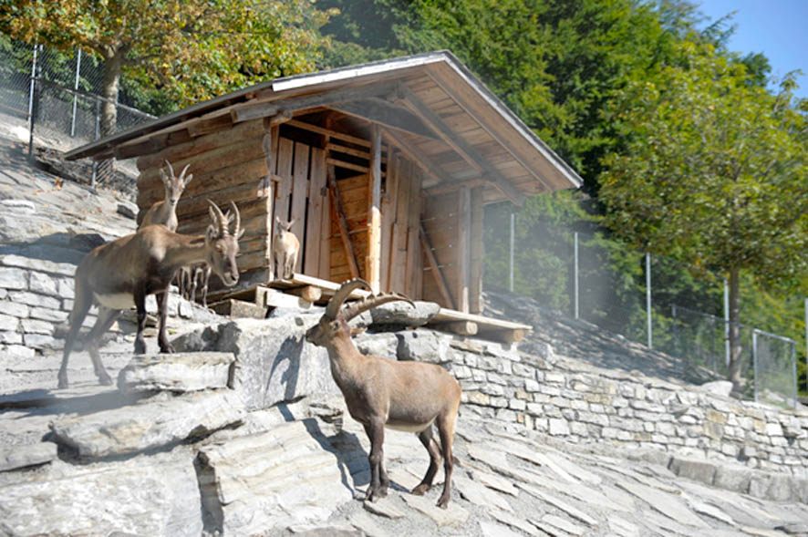 Alpenwildpark Interlaken-Harder