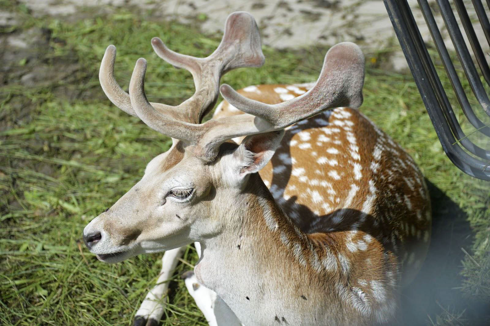 Tierpark Jeuss