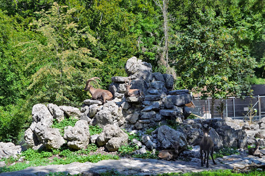 Wildpark Brienz