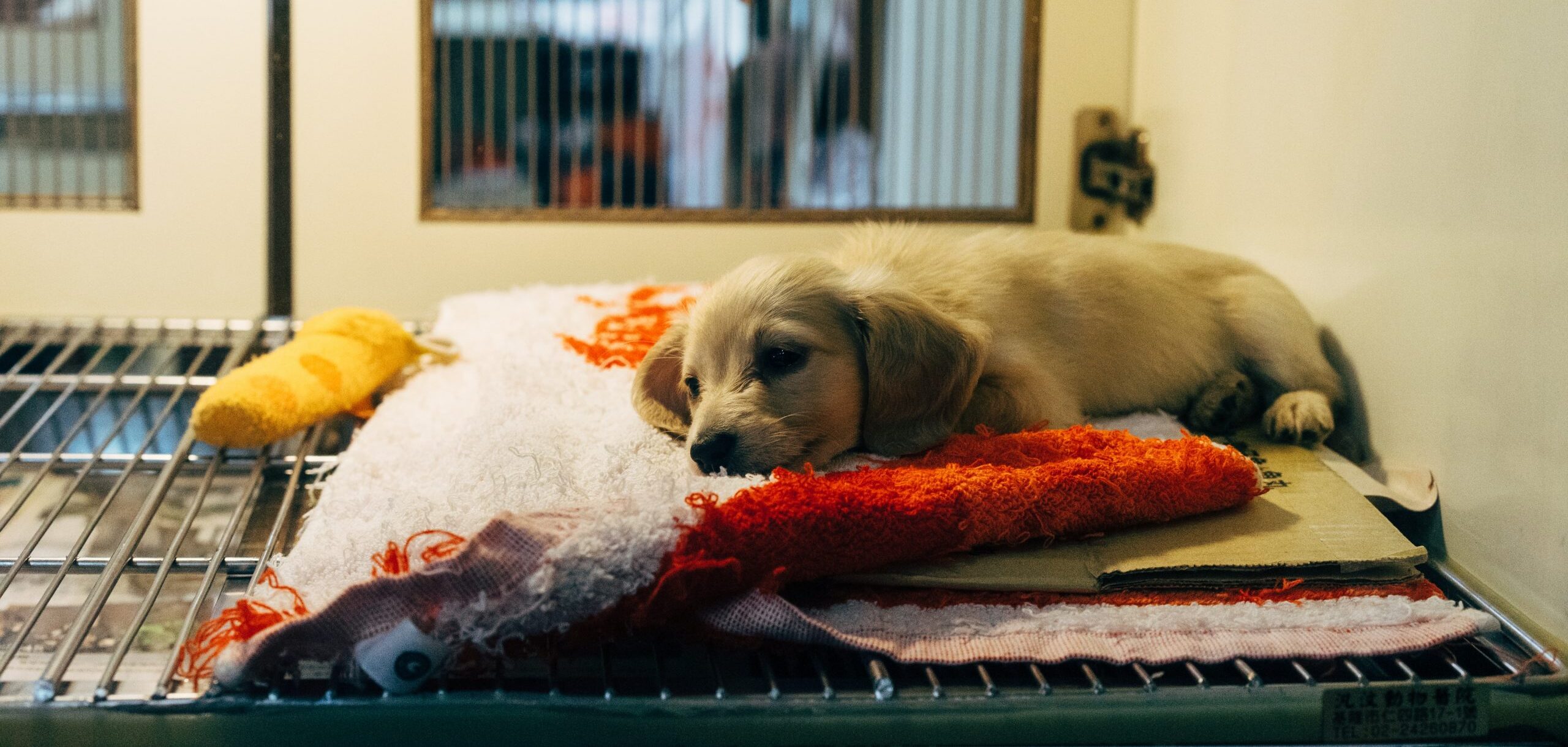 STS-Tierschutzstatistik 2022: Aufnahme von Tieren in Tierheimen und Auffangstationen auf anhaltend hohem Niveau