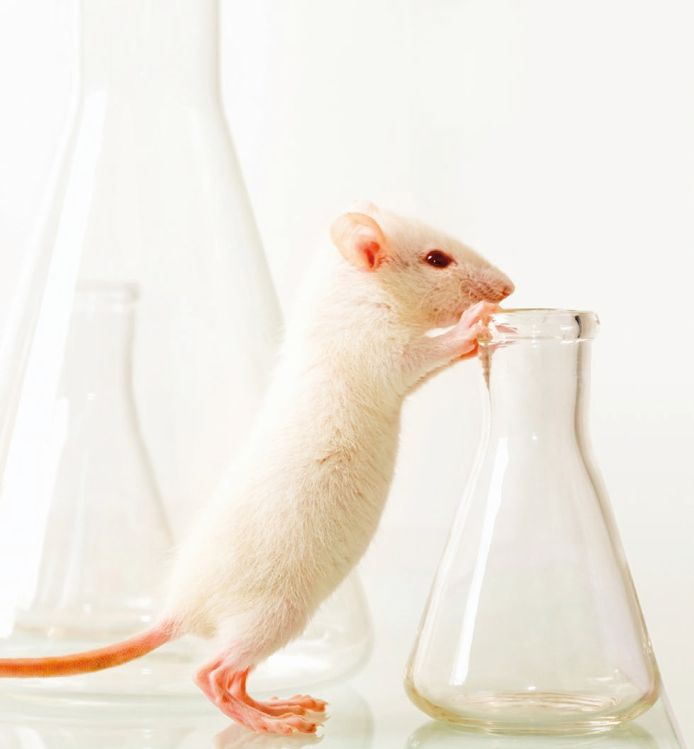 Tierversuchsstatistik 2023: Anzahl verwendeter Labortiere für Tierversuche erneut angestiegen – STS fordert konsequente Umsetzung von Ersatz- und Alternativmethoden