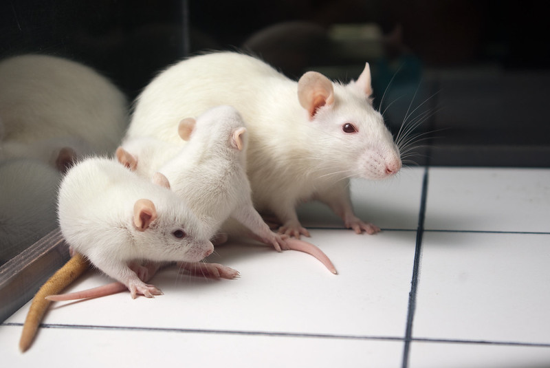 Le projet de rehoming: Une nouvelle vie pour les animaux de laboratoire