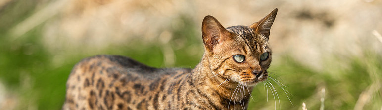 Hybridkatzen in der Schweiz