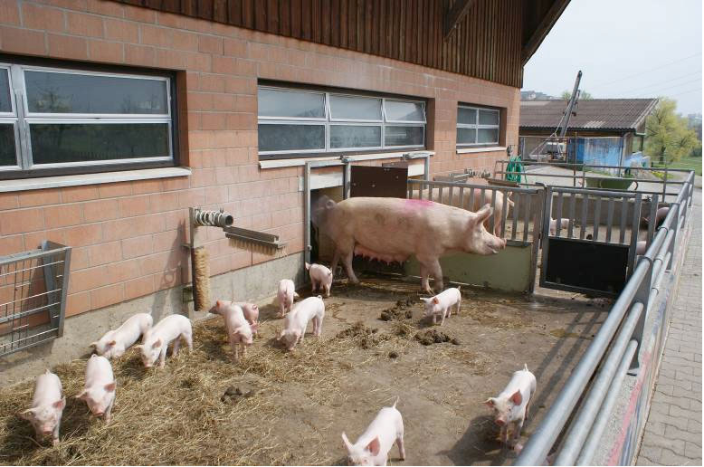 Schweizer Tierschutz STS fordert: Absatzförderung von Labelfleisch mit fairer Preispolitik verstärken