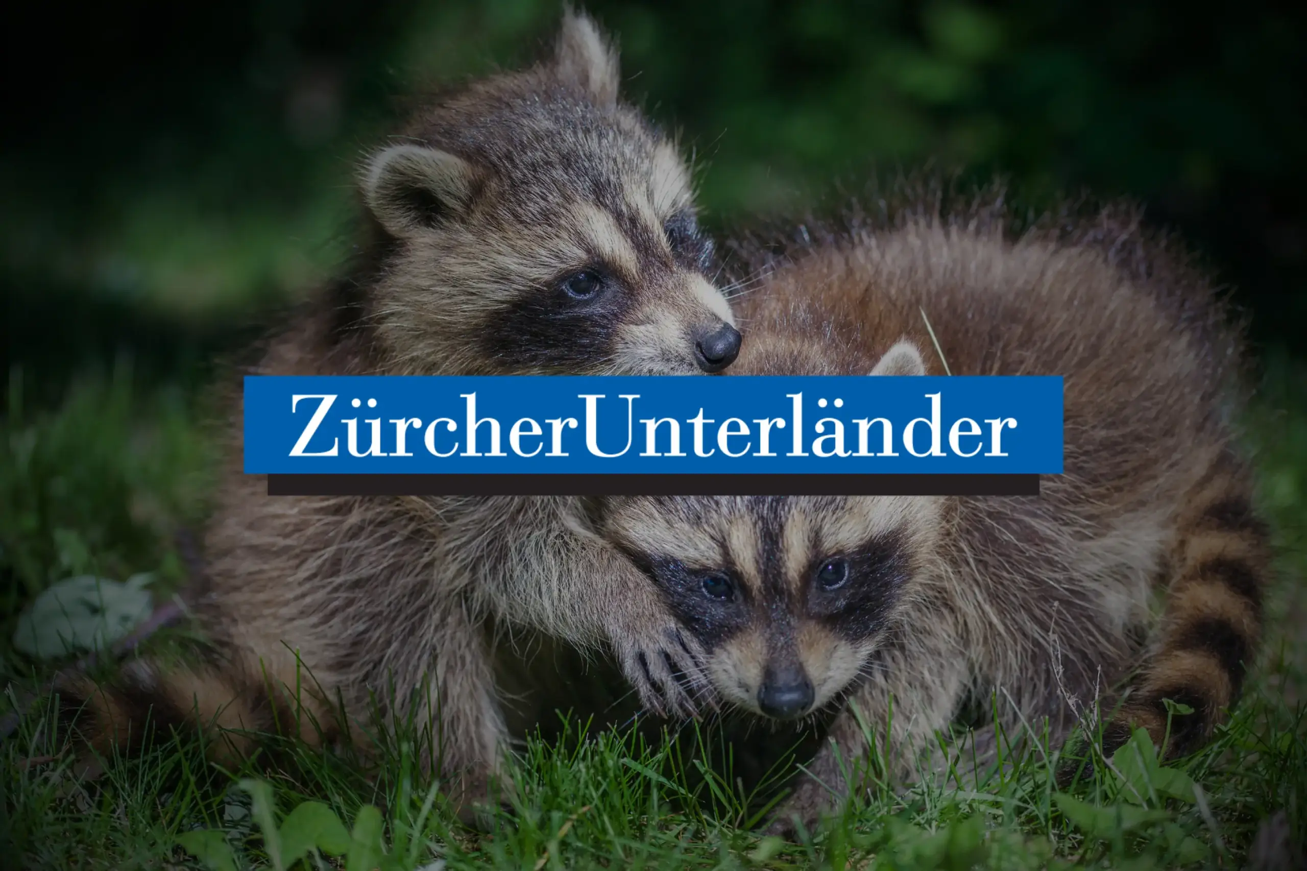 Waschbären in Grenznähe drohen in die Schweiz zu kommen