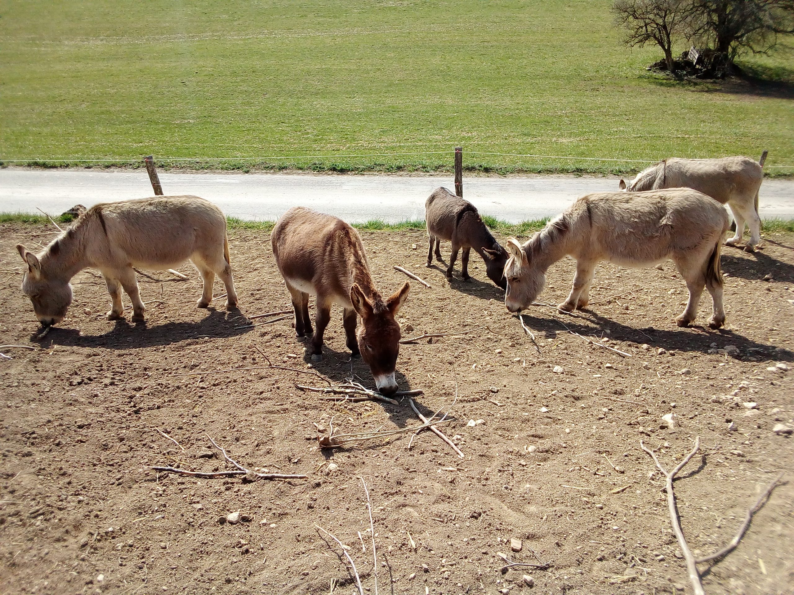 Esel sind keine langohrigen Pferde
