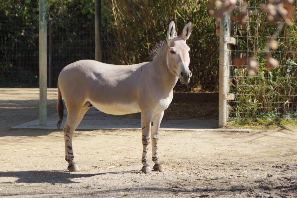 Wildesel – die Vorfahren unserer Hausesel