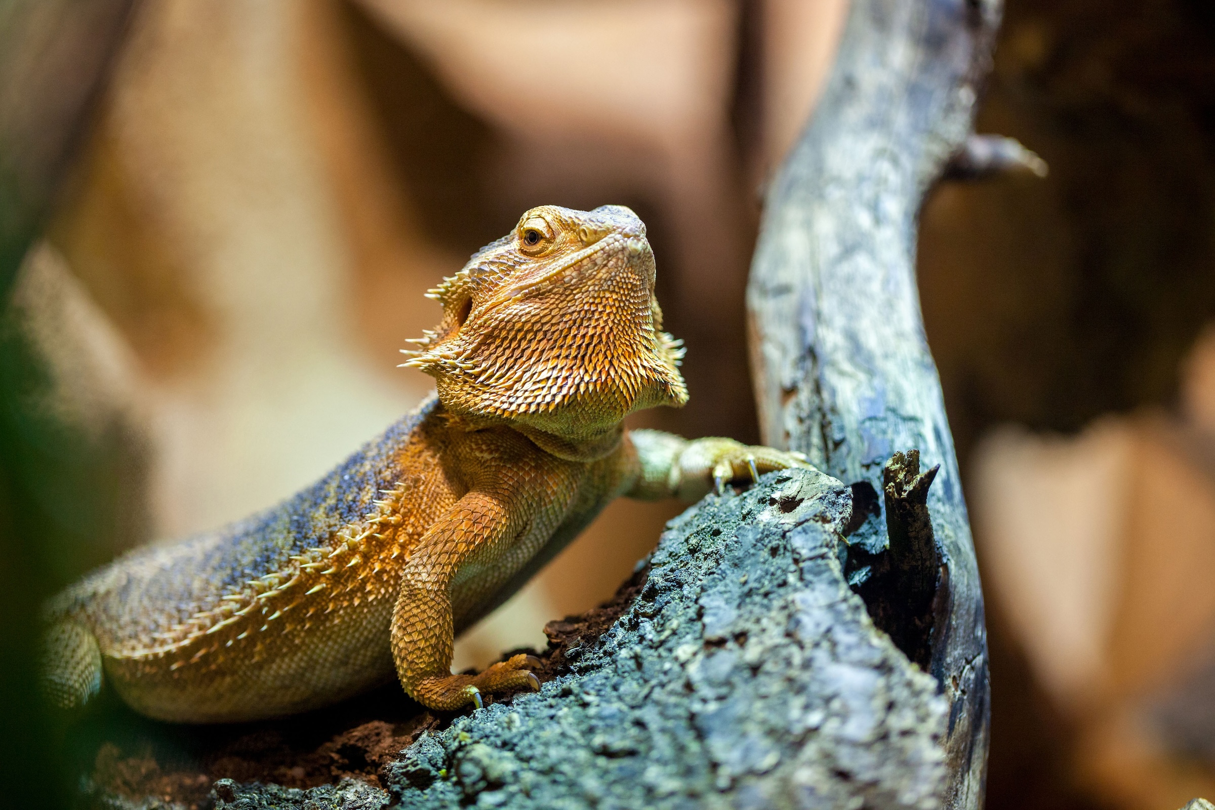 Heimtier-Infoabende Reptilien