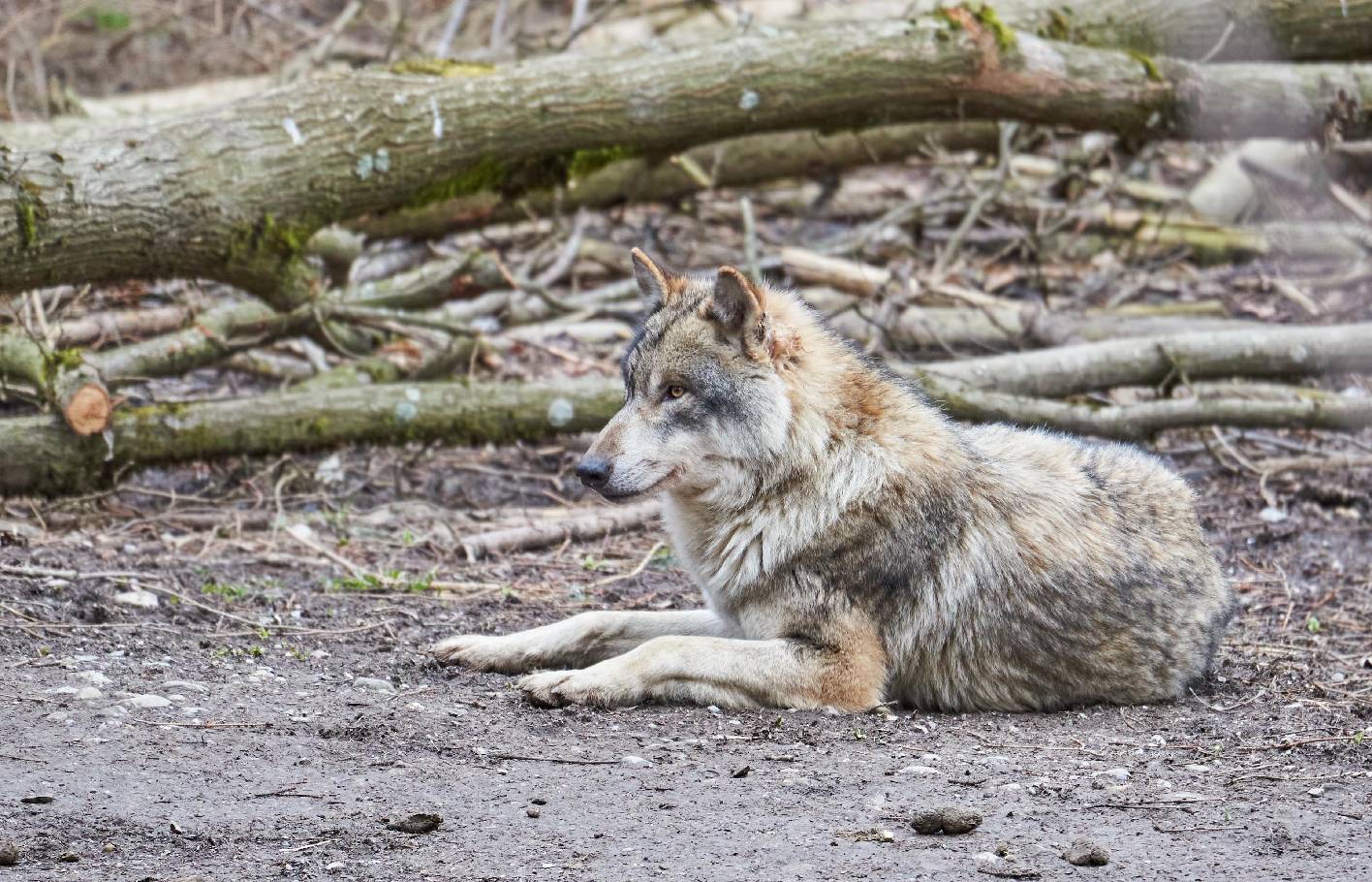 6e congrès PSA sur les animaux sauvages
