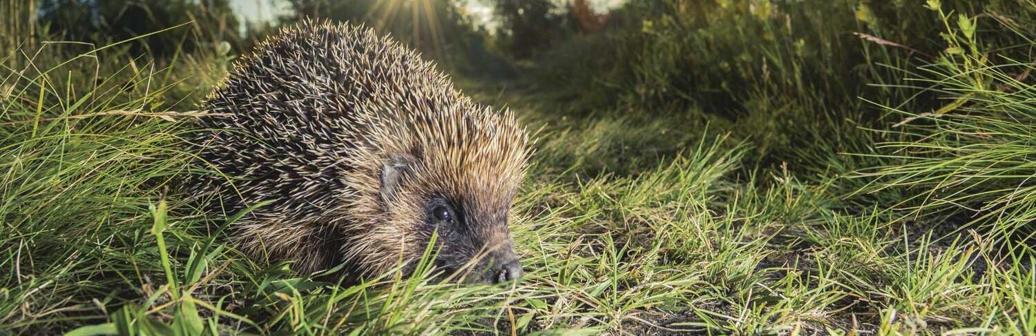 Krax zu Gast im Knies Kinderzoo: Familienspass und Tierschutz-Erlebnis vereint