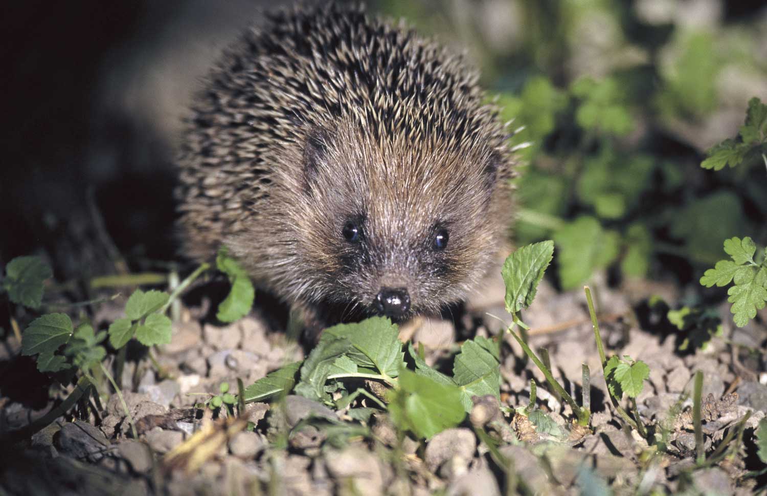 Igel unterstützen: gewusst wie