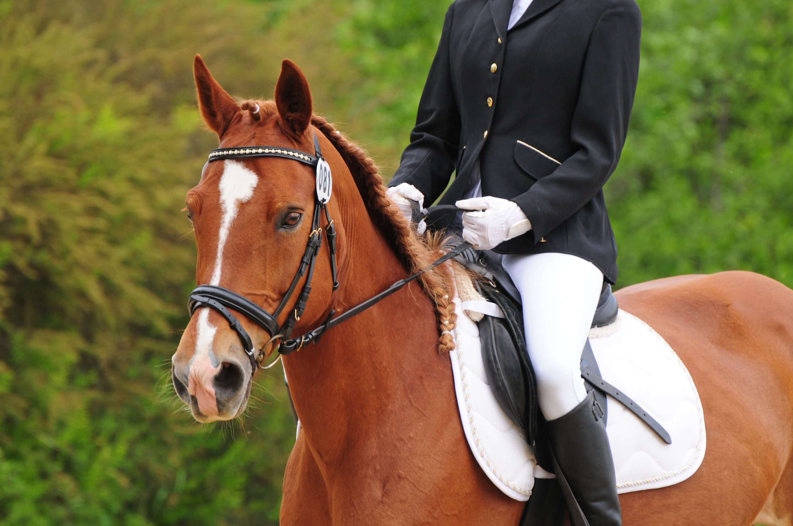 STS-Recherche: Handlungsbedarf an Pferdeanlässen bleibt weiterhin hoch