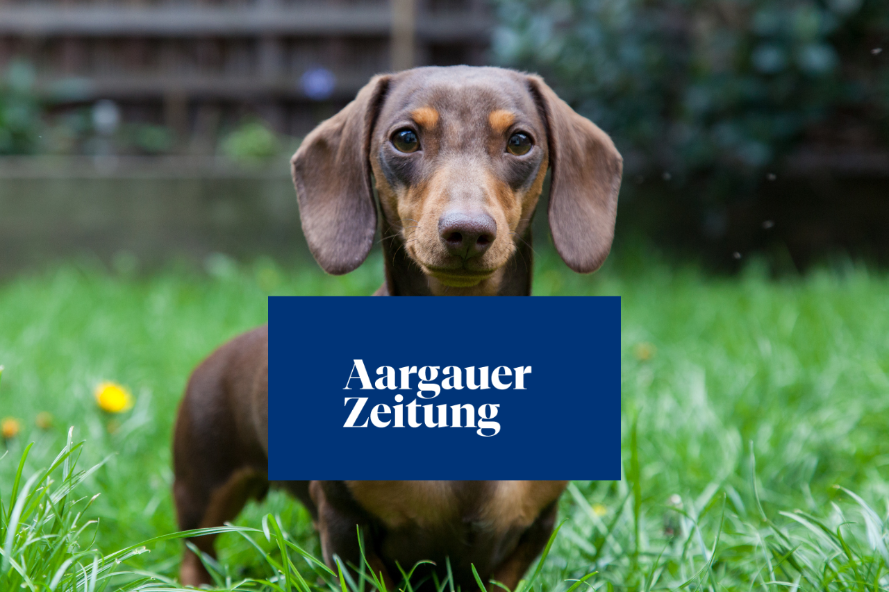 Wird der Dackel bald verboten?