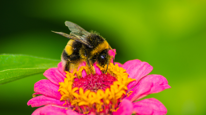 Tierisches Spielverhalten: Hummeln, die mit Bällen spielen