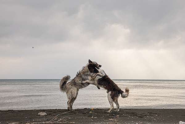Sommerferien in Sicht: Was es für Heimtiere zu beachten gilt