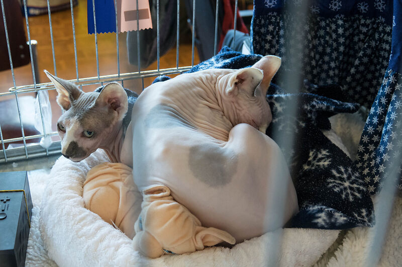 Qualzuchten: Ein Video-Tipp