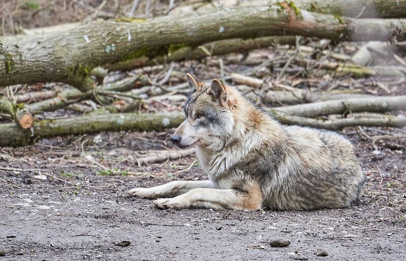 Wolf und Biber sollen zum Abschuss freigegeben werden: Schweizer Tierschutz STS lehnt Revision der Jagd- und Schutzverordnung grossmehrheitlich ab