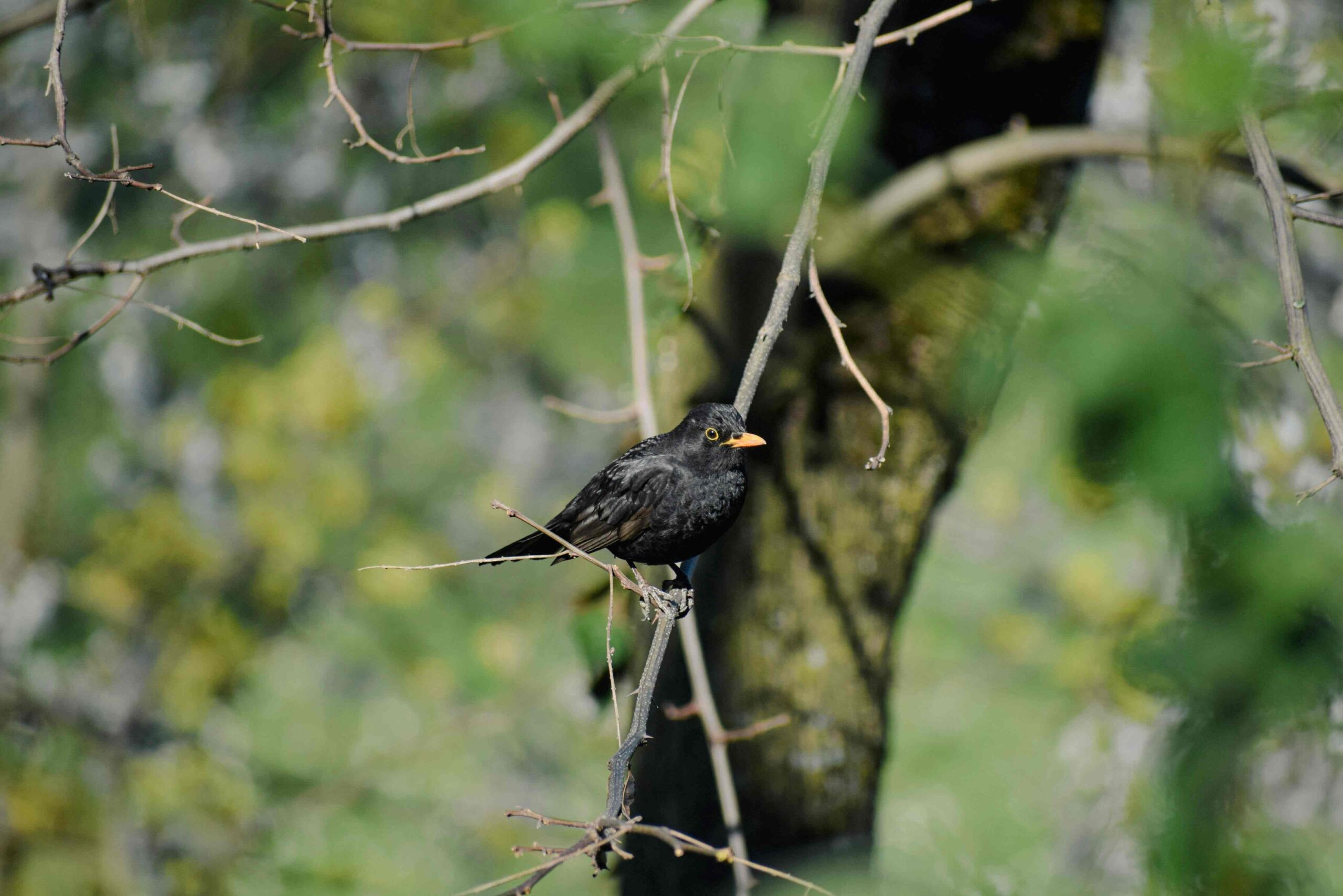 Der STS unterstützt die Biodiversitätsinitiative