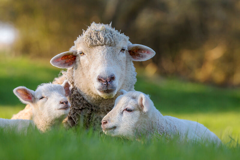 Zewo nimmt Schweizer Tierschutz STS von «schwarzer Liste»