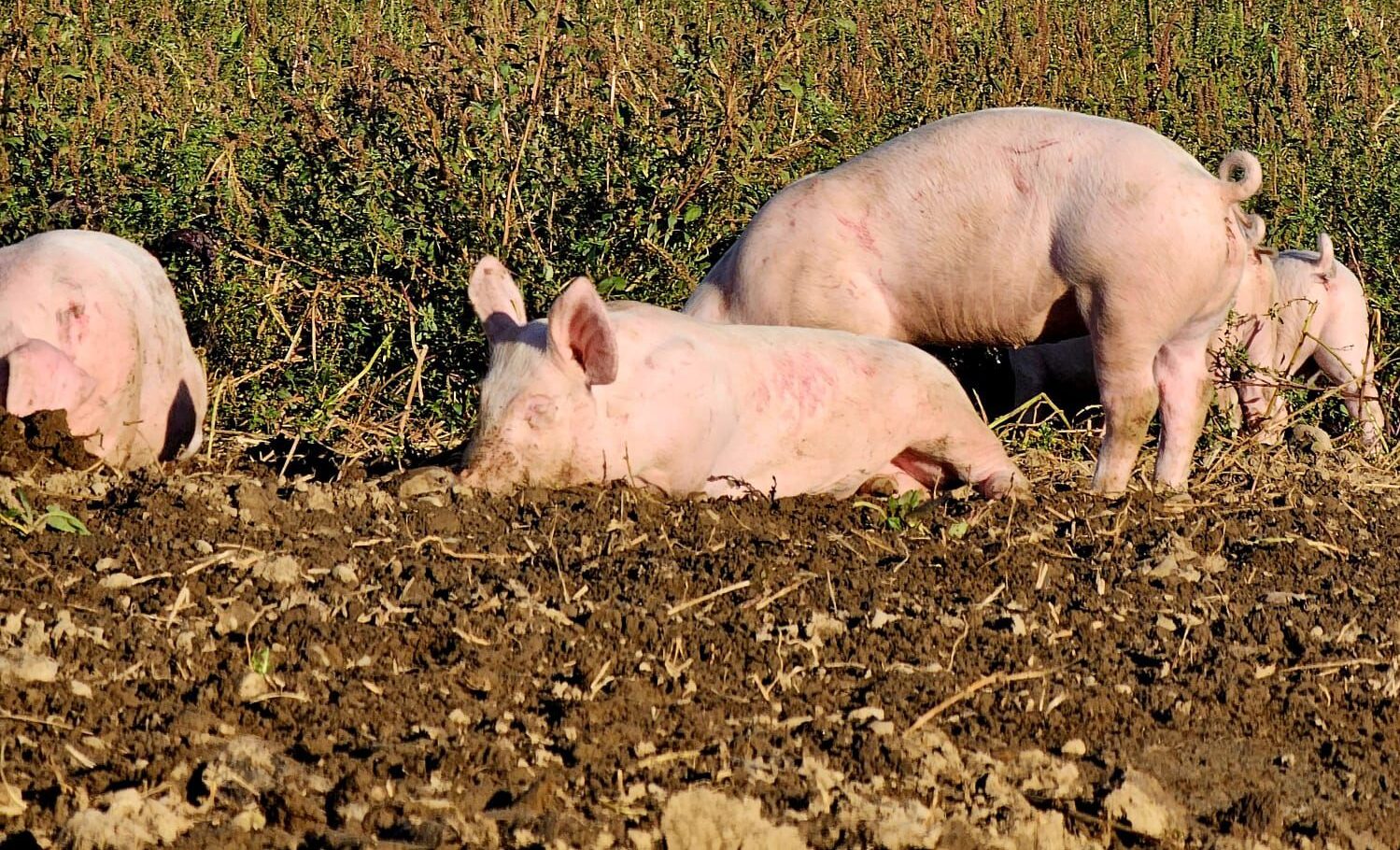 Fortschrittliche Landwirtschaft: Wenn aus eins und eins drei wird