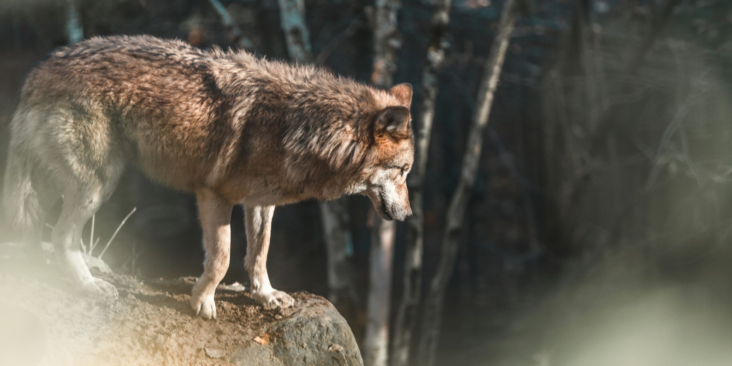 Wolf in der Schweiz: Wie es der STS sieht