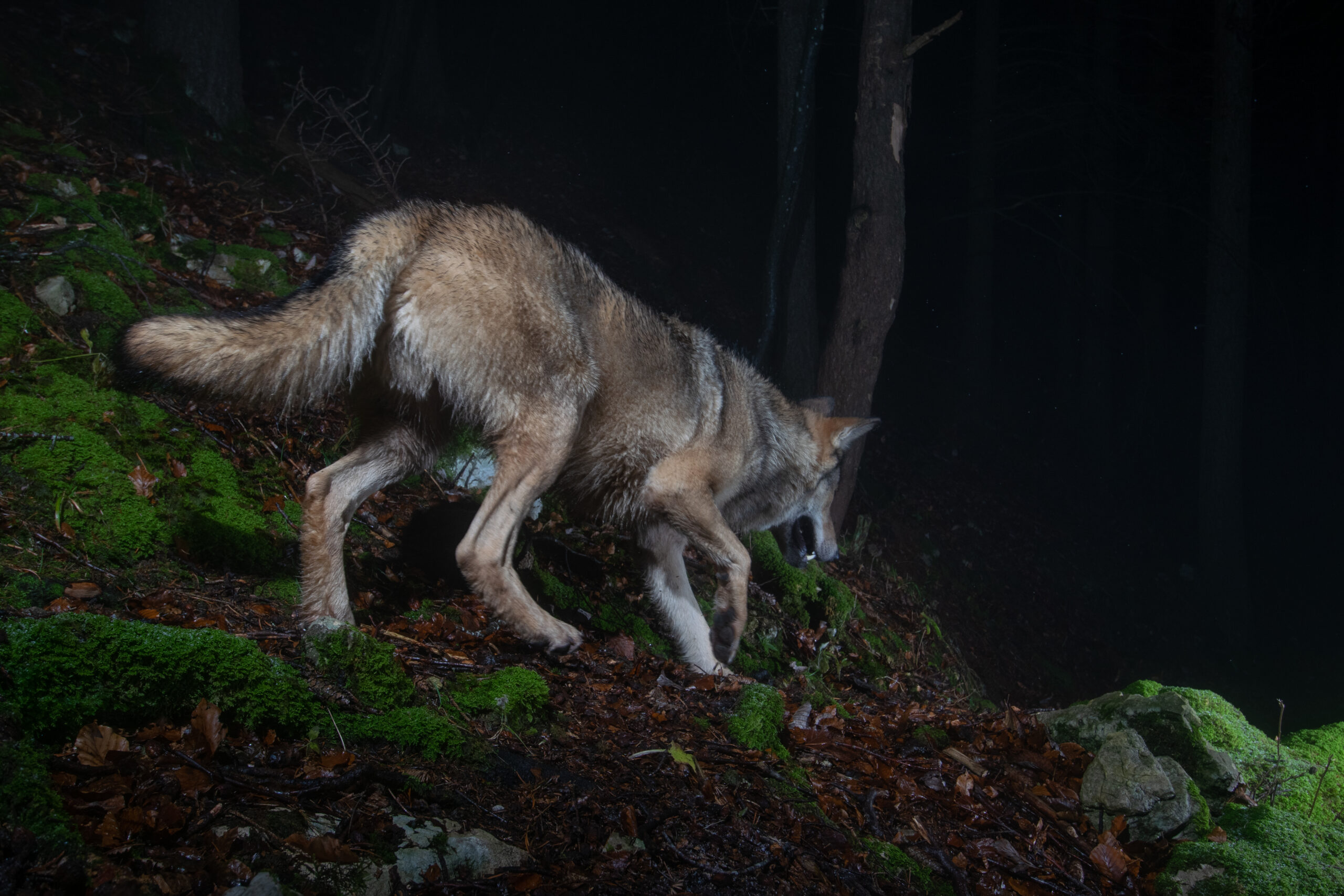 Geplante Wolfsabschüsse gefährden nachhaltigen Schutz von Nutztieren und Rudelstrukturen