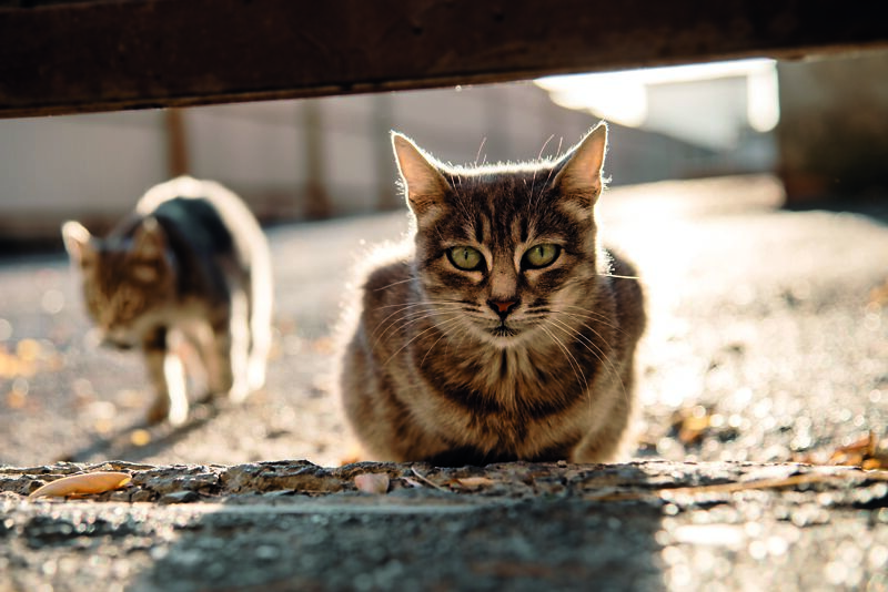 Kennzeichnungs- und Registrierungspflicht für alle Katzen: STS ist erfreut über Entscheid des Bundesrats