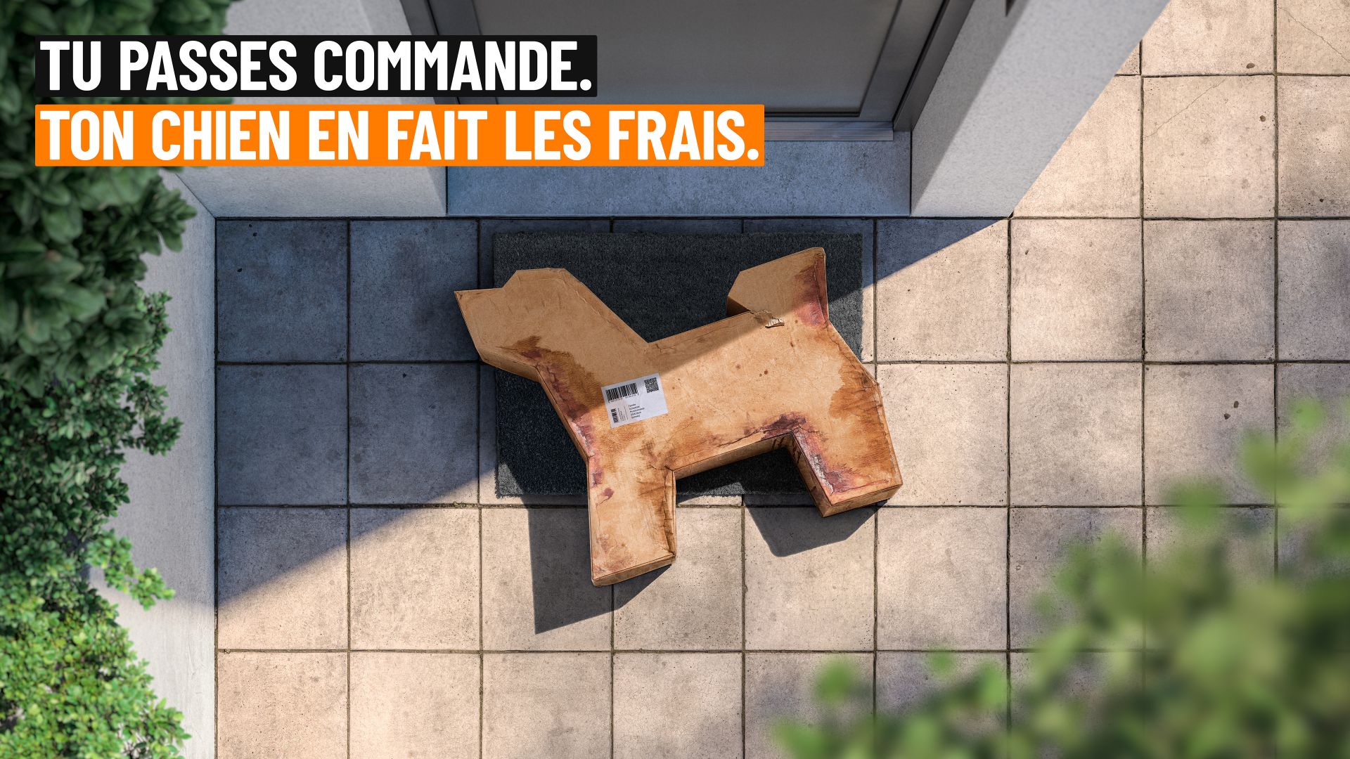 Campagne contre le commerce de chiens sur internet: rencontrer le chien avant de l’acheter 