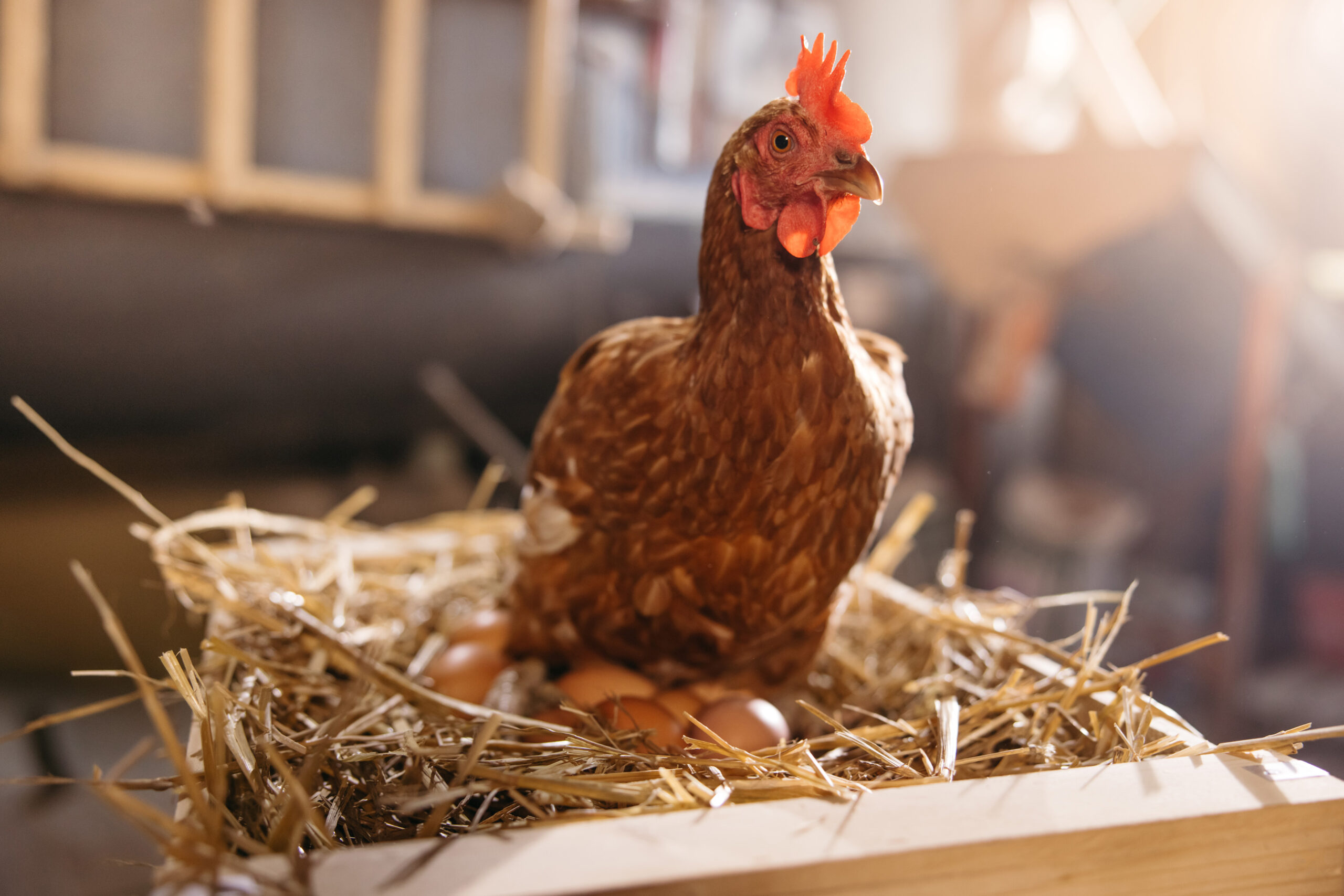 Congrès sur les animaux de rente 2025