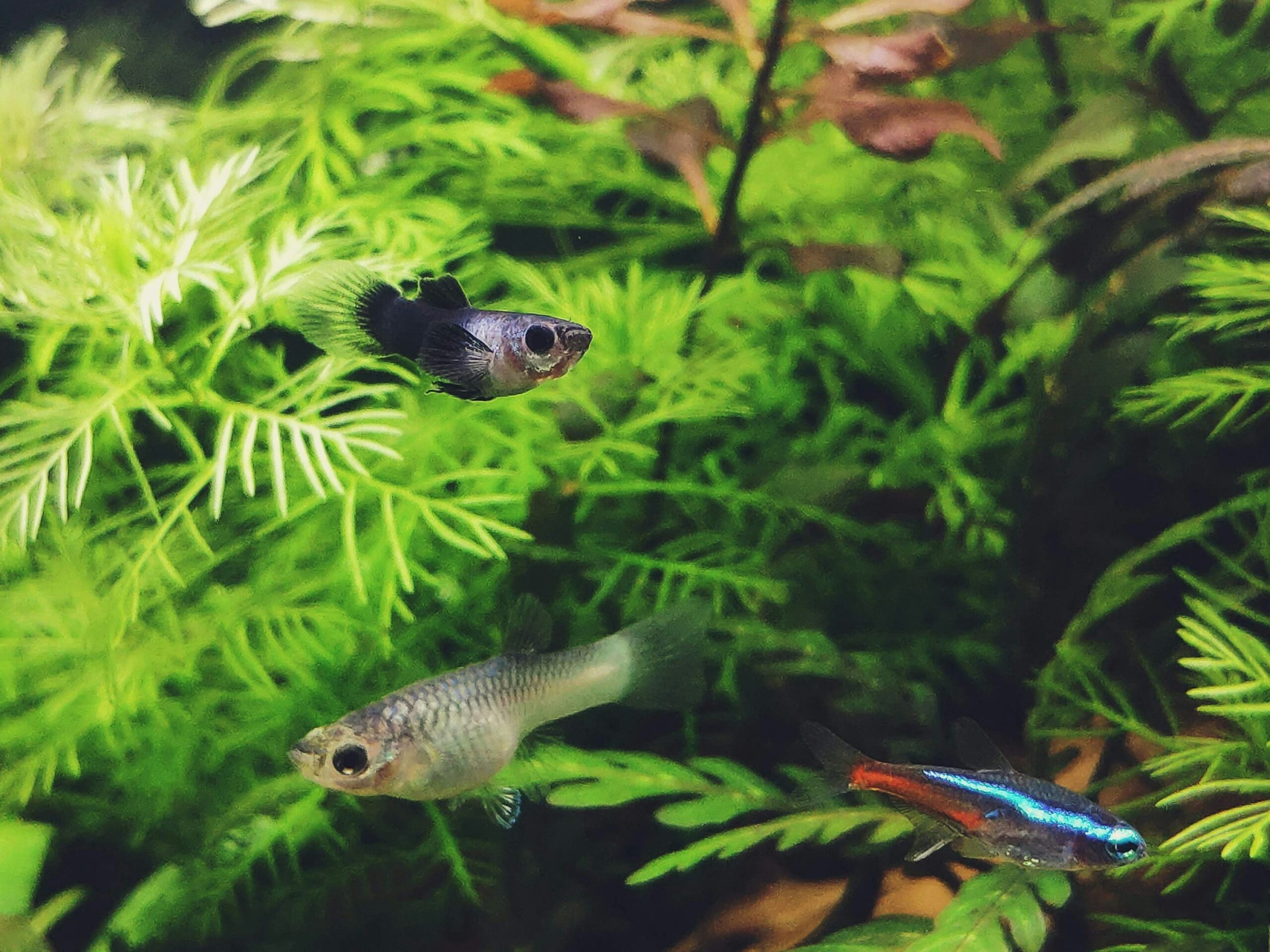 Fische tiergerecht und gesund halten