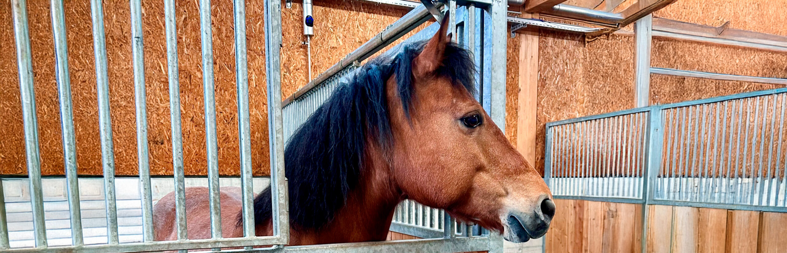 Gesucht: ein neues Zuhause für Java