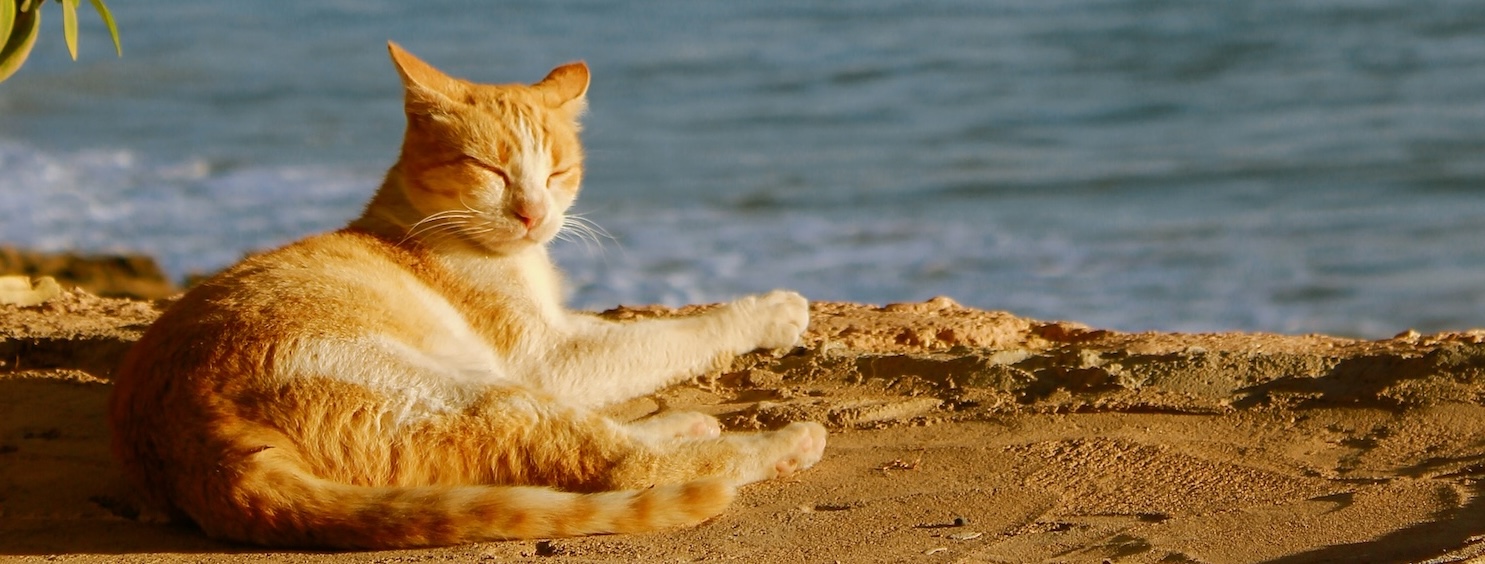 Come proteggere i vostri animali domestici dal caldo estivo