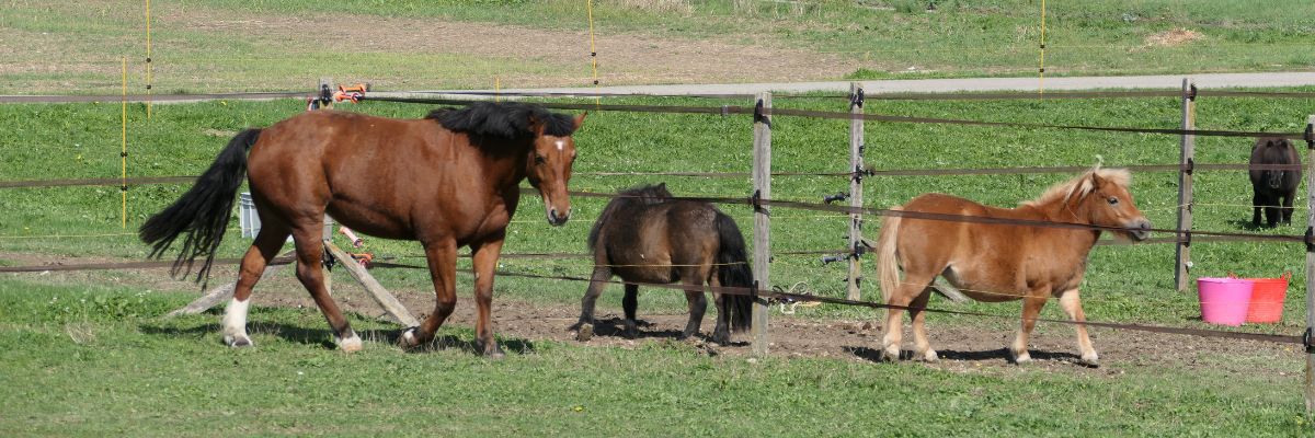 Il cavallo da laboratorio Java scrive la storia del rehoming