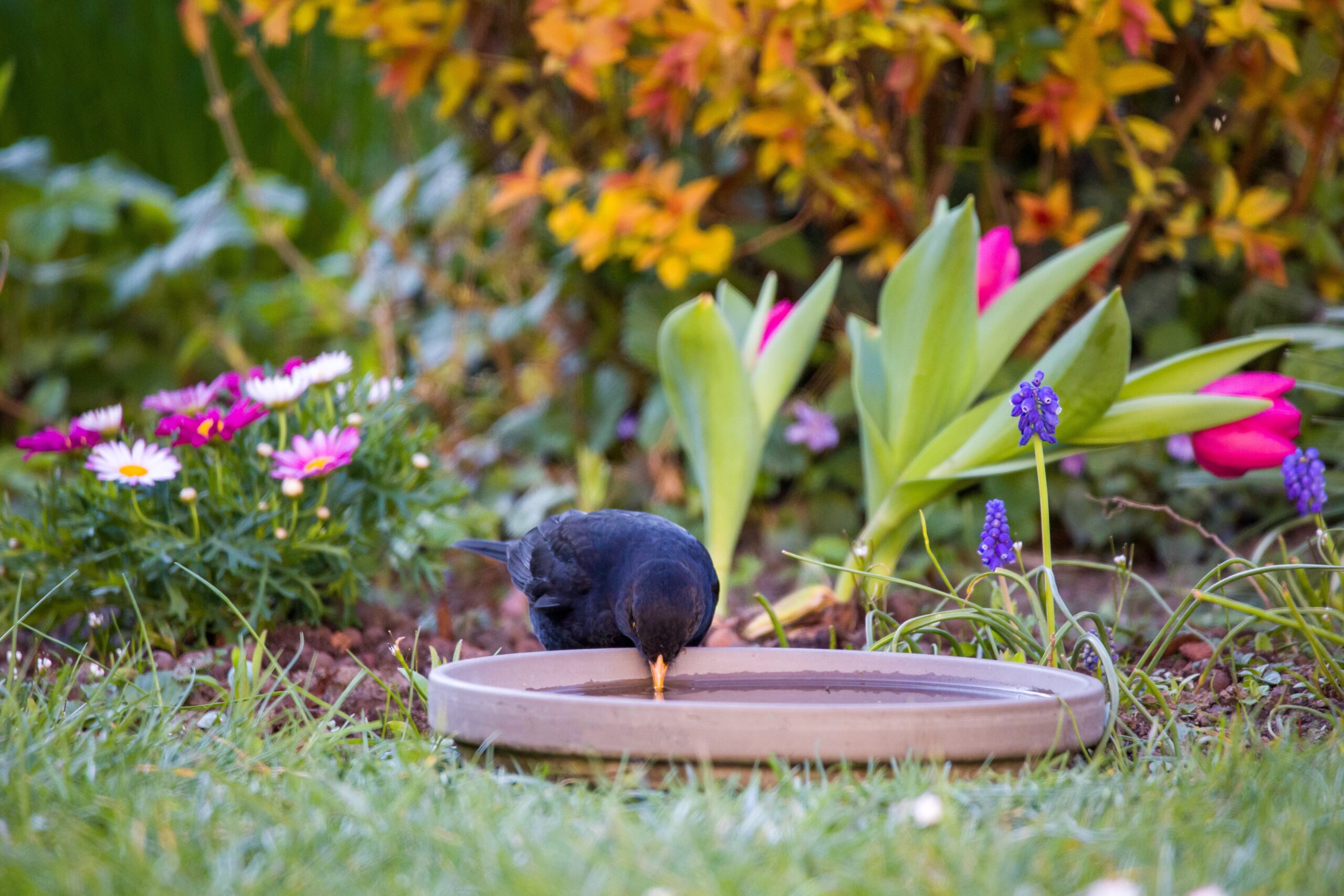 Comment nous pouvons aider les animaux sauvages par forte chaleur